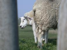 sheep standing whool whoolen little lamb white green field grass