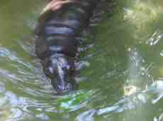 mattphilip hippo zoo water swimming 
