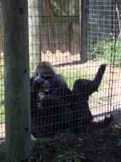 mattphilip gorilla ape zoo fence