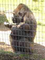 mattphilips gorilla ape zoo fence captive