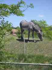 mattphilip matt philip zebra zoo black and white stripes striped mammal african grazing