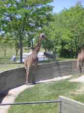 mattphilip giraffe zoo nature animals land