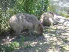 mattphilip mammals zoo fur marsupials fence eating