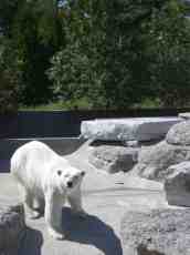 mattphilip plar bear white fur fluffy zoo