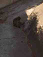 mattphilip monkey ape in the shape touching a boulder furry fur zoo 