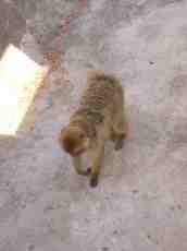 mattphilip zoo monkey small fur brown