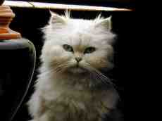 raffaelevalobra cat light fur white eyes face ears whiskers