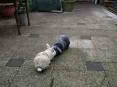 rabbits garden sniffing each other nose floppy ears white black