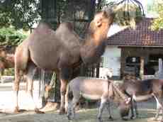 nature animals land camel zoo side donkey donkeys