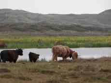nature animals land cattle cows highlandcattle lake dunescape dunelake dunes landscapes