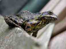 frog amphibian slimy 