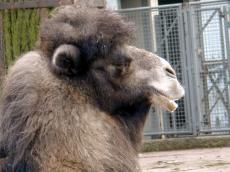 camel face hair hump lips zoo animal dark 