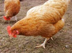 chicken poultry farm orange pecking feathers ground