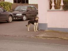 dog cars looking neighbourhood collar fur