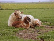 goats ram young wool resting ground grass field