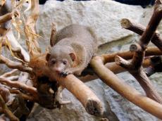 marten small rodent paws claws curious