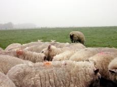 sheep flock wool grazing marks standing field grass