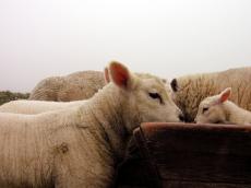 sheep wool farm feeding trough marks lambs