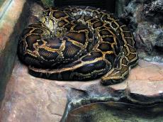 snake reptile animal zoo cage sleeping