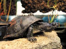 turtle turtles reptile zoo side sand green shield foot claw