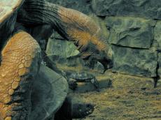 mutant hero sex turtle animal animal sex mating