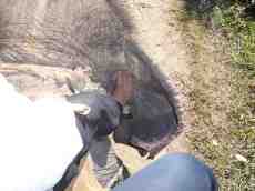 annet elephant rider foot ears on top  