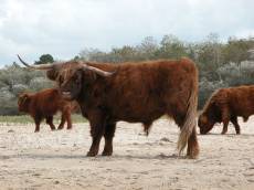 steer cow bull red horns hair hairy fur coat brown