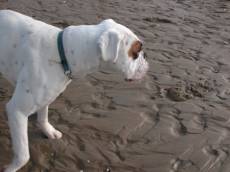 nature animals land dog white beach
