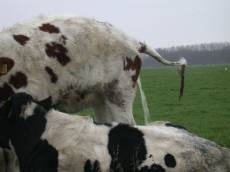 nature animals land cow piss pissing stream water cows cattle pee peeing
