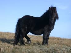horse pony black mane fur equestrian hoof fur