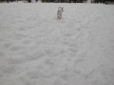 dog snow cold fur white walking