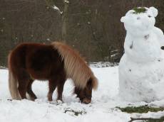 nature animals land pony horse eating snow winter snowman characters miscelanious
