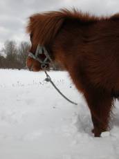 shetland pnoy horse thick fur snow warm cold climate head furry