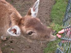 deer fawn brown fur eating fence grass animal