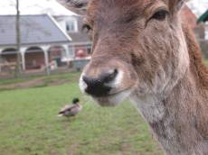 deer duck animal