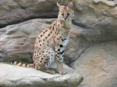 nature animals land cheetah cat bigcat zoo fur texture spotted spots