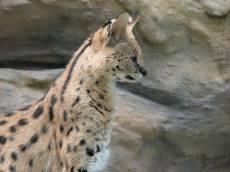cat big tiger leopard lynx fur hairs ears spots whiskers feline predator cheeta