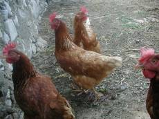 dario chicken birds coup