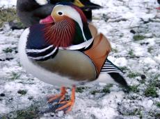 duck different colors colours bright colored coloured pattern patterns patterned webbed web feet cold