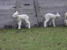 lamb sheep small field fence fluffy