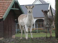deer bambi farm house roof house village