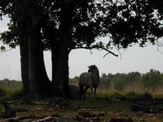 sheep trees oak oaks nature landanimals animal fur landscape landscapes heat moor moorland silhouette