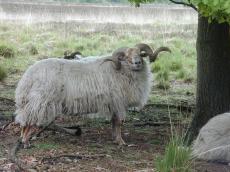 nature landanimals sheep fur furry texture horn horns spiral spirals drenthe side