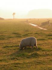 sheep graze grazing field sunset golden grass glow sun