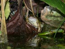 frog amphibian pond toad green slimy swamp damp muddy mud