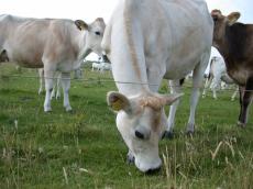 nature animals land cow white meadow cows herd front