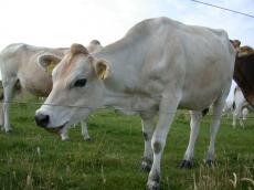 cow curious head leather white head ears
