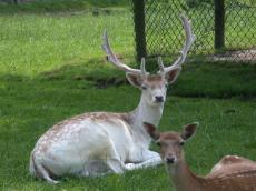 deer male antler antlers petting-zoo pettingzoo petting zoo lying resting complacent animal