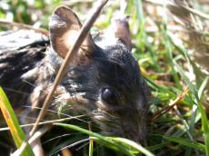 dead mouse wet rodent grass dead mouse wet rodent grass