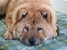 nature animals land dog boris lying chow chowchow